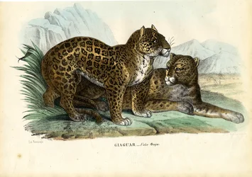 Jaguar